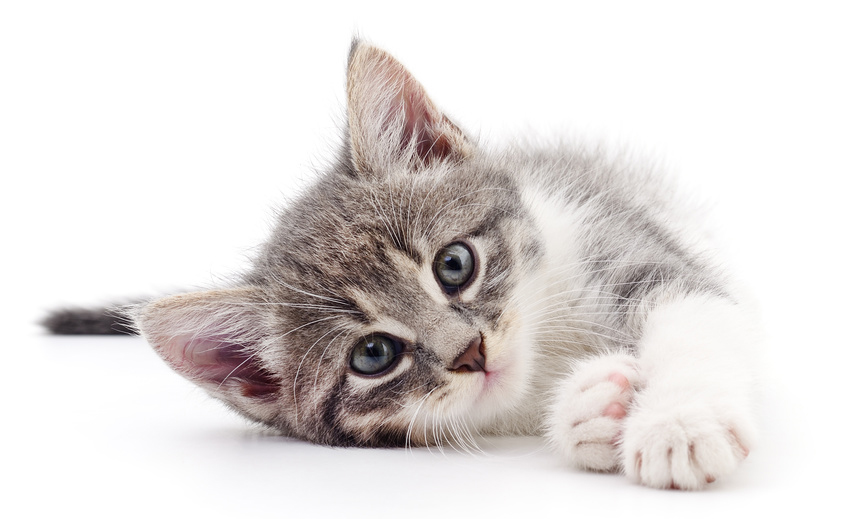 Kitten on white background.